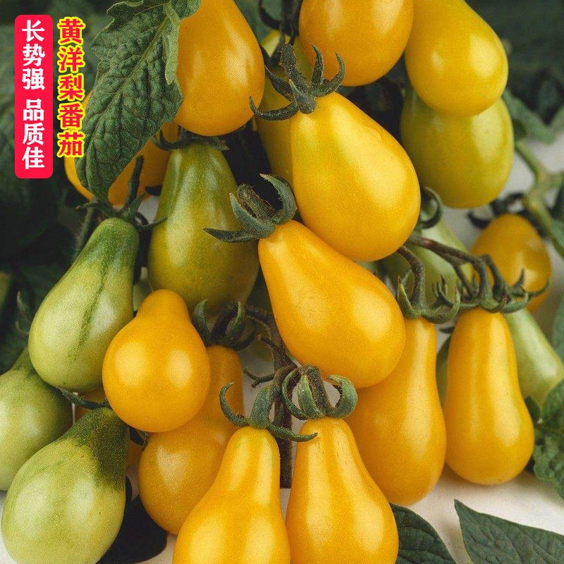 Cherry Tomatoes New Colorful Waterfall Tomato Seeds Spring Small Tomato 