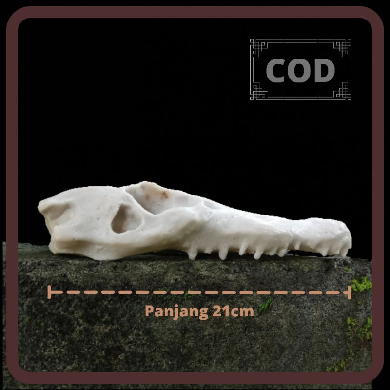 Crocodile Skull Aquascape Aquarium Decoration 21cm Hiding cave | Shopee ...