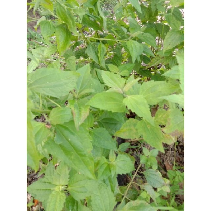 100 HELAI DAUN🌿KAPAL TERBANG | Shopee Malaysia