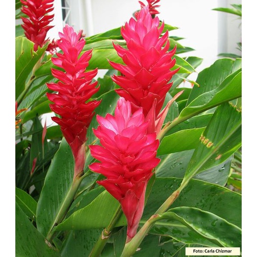 Alpinia Purpurata Red Ginger real live outdoor plant 红花月桃 anak pokok ...