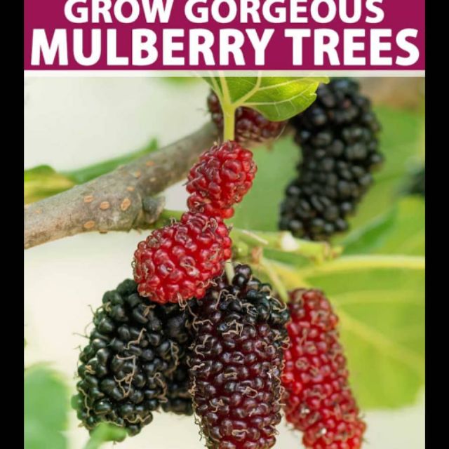 💥READY STOCK💥Giant Mulberry Tree | Shopee Malaysia