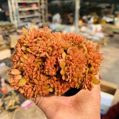 多肉植物糖果缀化正版精品状态好多肉植物新品预购| Shopee Malaysia