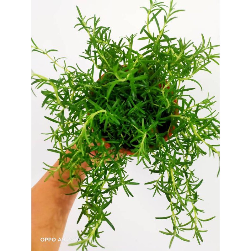 WAF herbs hanging Rosemary Prostrate with L size pot direct from ...