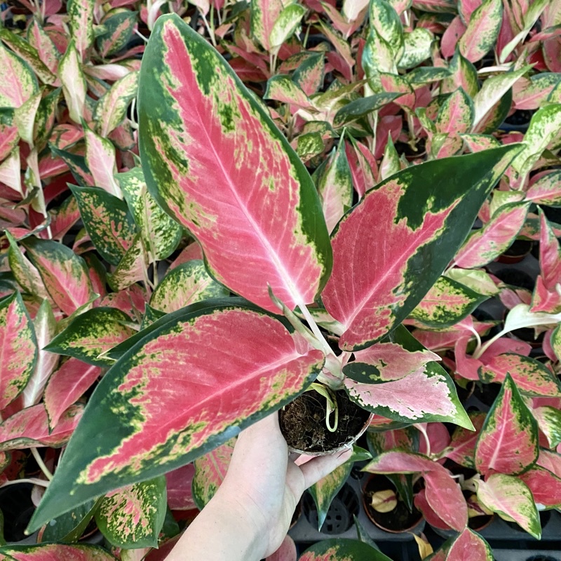 Aglaonema Eastern Red/Greely Red/Master Red/Lady Valentine/Red ...