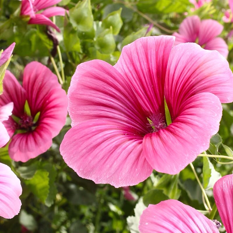 #Malope trifida seeds 30pcs#Biji bunga benih Malope trifida 30pcs#马落葵种子 ...