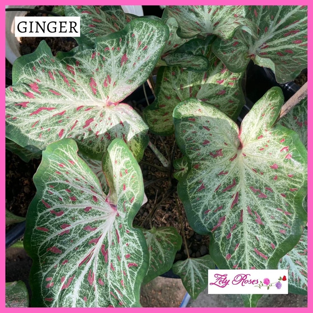(READY STOCK) KELADI GINGER MURAH ZETY ROSES | Shopee Malaysia