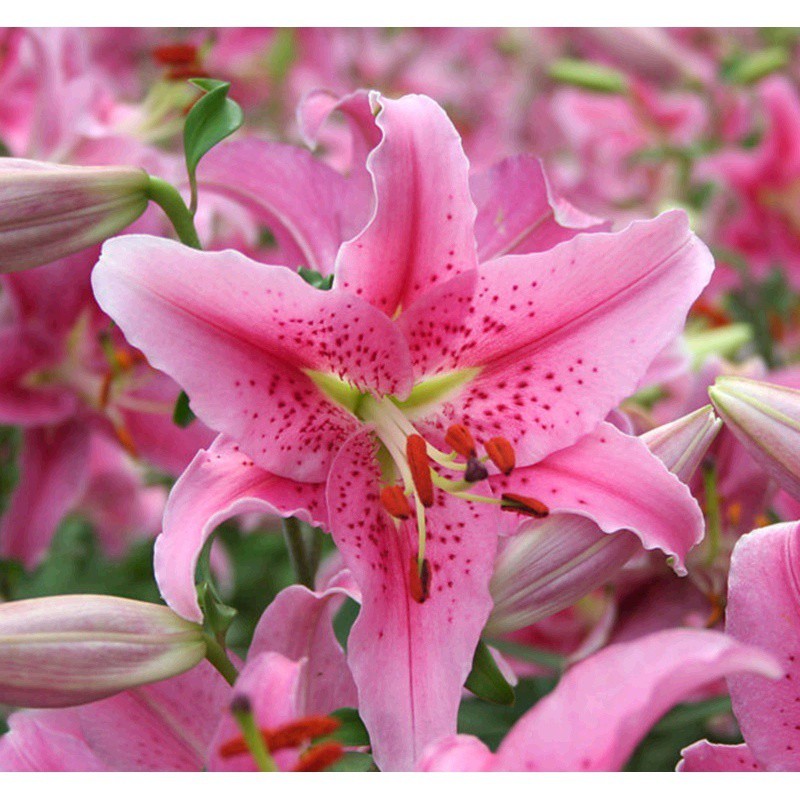 Buy bunga lily Online With Best Price, Jun 2026 | Shopee Malaysia
