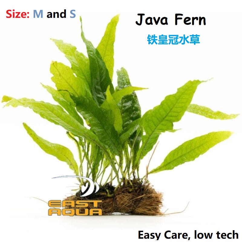 Aquarium Wooden Plant Water Plant Microsorium Pteropus Java Fern ...