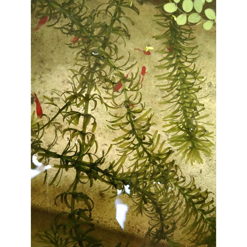 Hydrilla Aquatic Plant (tanaman air ikan hias) Shopee Malaysia