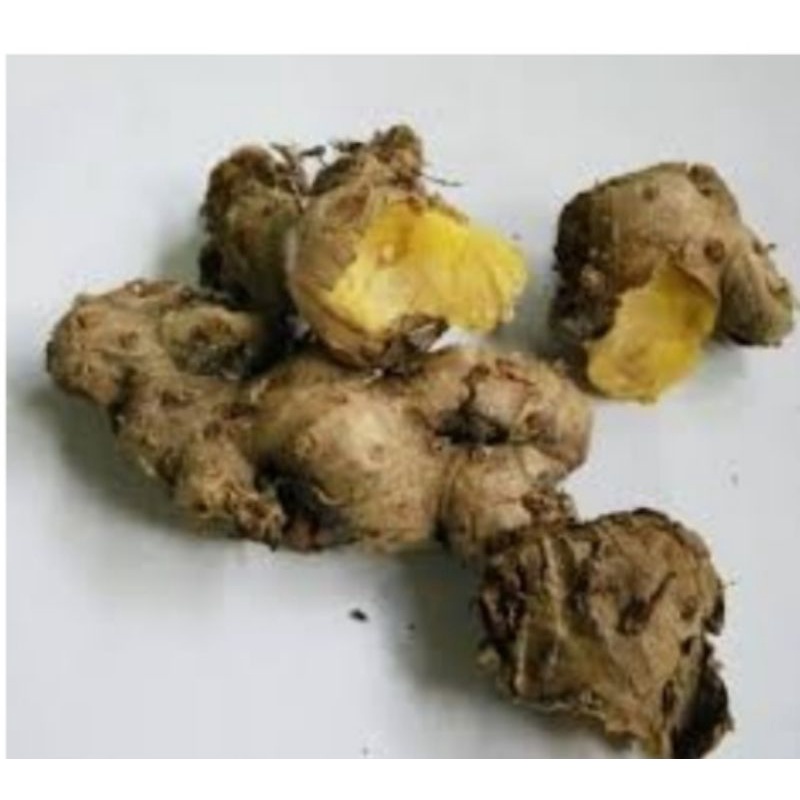 Rizom bonglai kuning100g | Shopee Malaysia