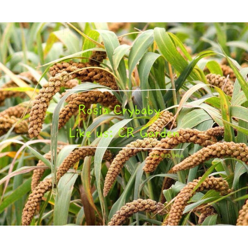 millet 30 seeds 小米 30粒 株高：85CM,80天收成 80 days, Plant Height: 85CM ...
