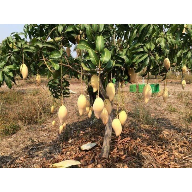 Mangga Golden Thai/Mangga Dok Mai Yellow | Shopee Malaysia