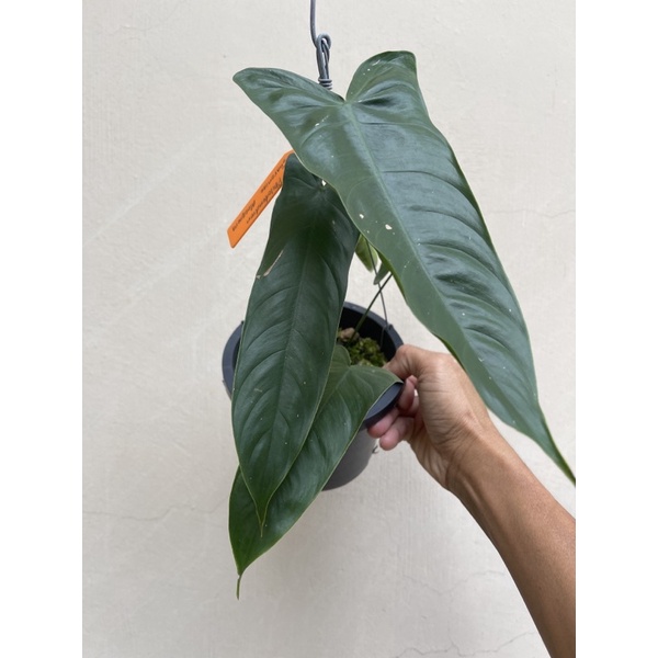 black philodendron Philodendron Black Cardinal main image 1