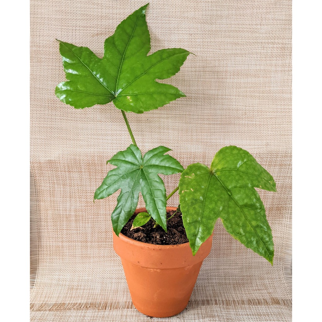 fatsia japonica 八角金盤 Pokok hidup hiasan rumah live indoor houseplant ...