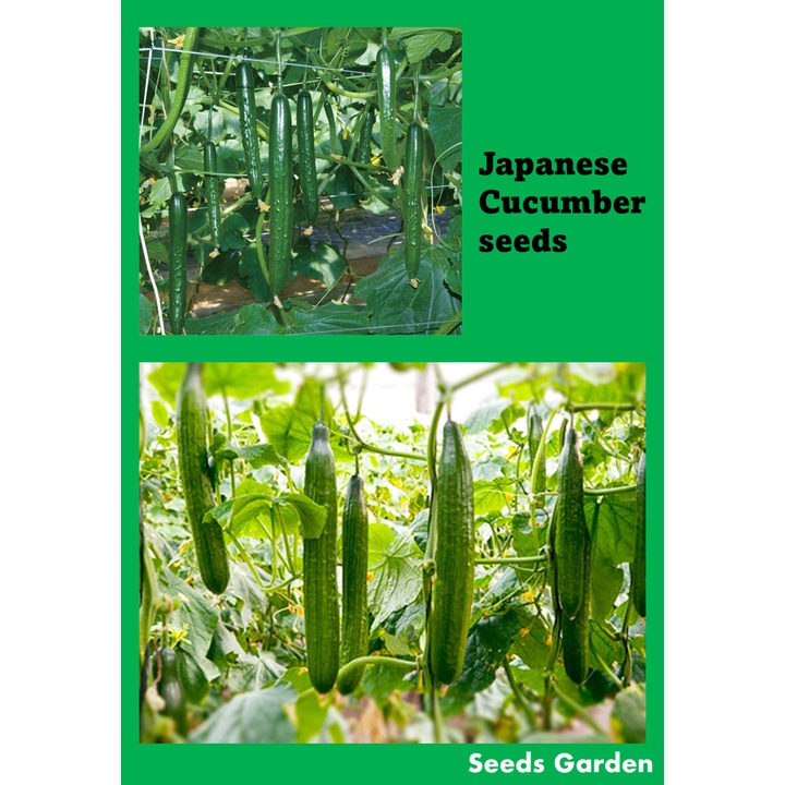 japanese cucumber vegetable seeds benih sayur timun jepun 日本黄瓜 | Shopee ...