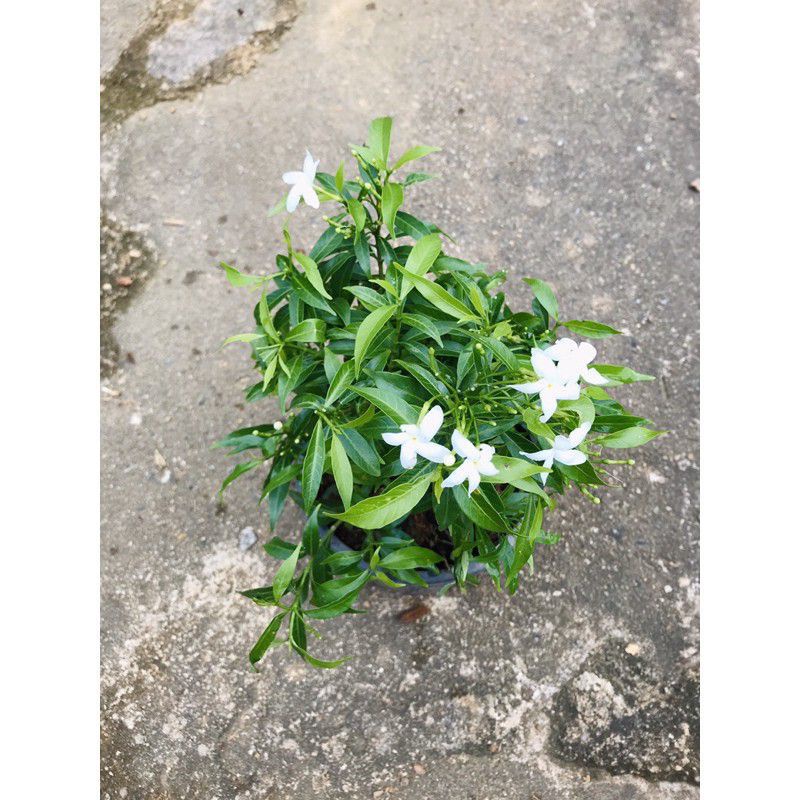 Pokok Bunga Jeliti Daun Hijau Thailand/Rombusa Mini Green | Shopee Malaysia