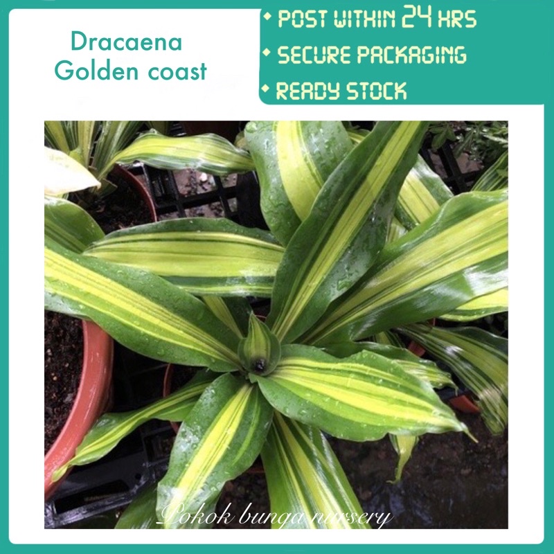 PBN - dracaena golden coast pokok bunga nursery tanaman indoor bawah ...