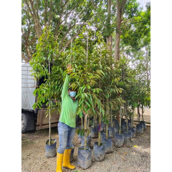 pokok durian APM musang king.duri Hitam Shopee Malaysia