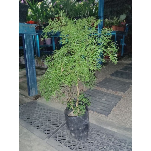 Pokok Puding Kuku Garuda Plant Shopee Malaysia