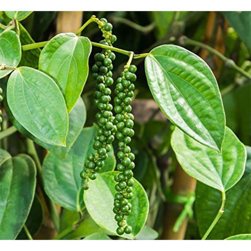 Anak Pokok Lada Hitam Hybrid | Shopee Malaysia