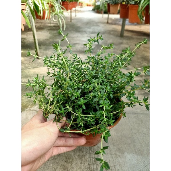 [Paling Horticulture Sdn Bhd] Thyme Herb Plant 百里香 Pokok Taim Hidup