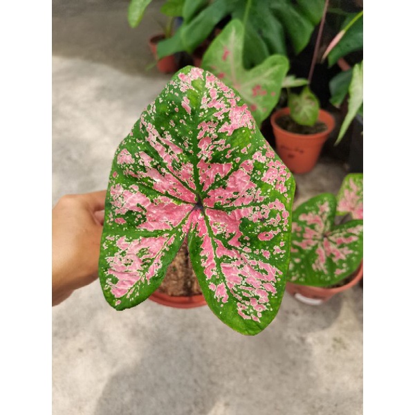 AB Nursery - Thai Caladium ( Rachawadee) | Shopee Malaysia