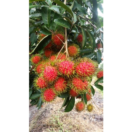 Rambutan jarum mas & rambutan laici (3KG) | Shopee Malaysia