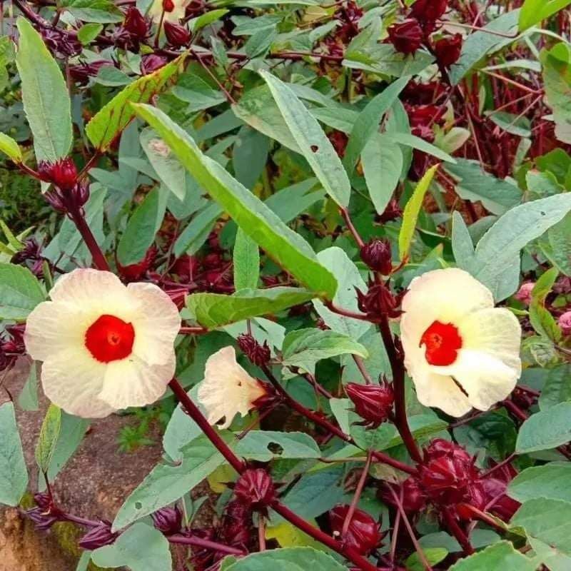 MaMa Garden Live Plant Roselle Hibiscus Flower Ribena Live Plant With ...