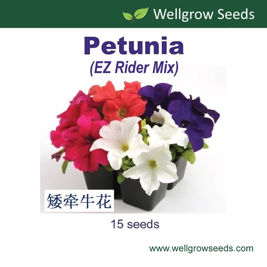 Petunia EZ Rider Mix (15 seeds) 矮牵牛花：EZ骑士系列 / Benih Petunia Flower ...
