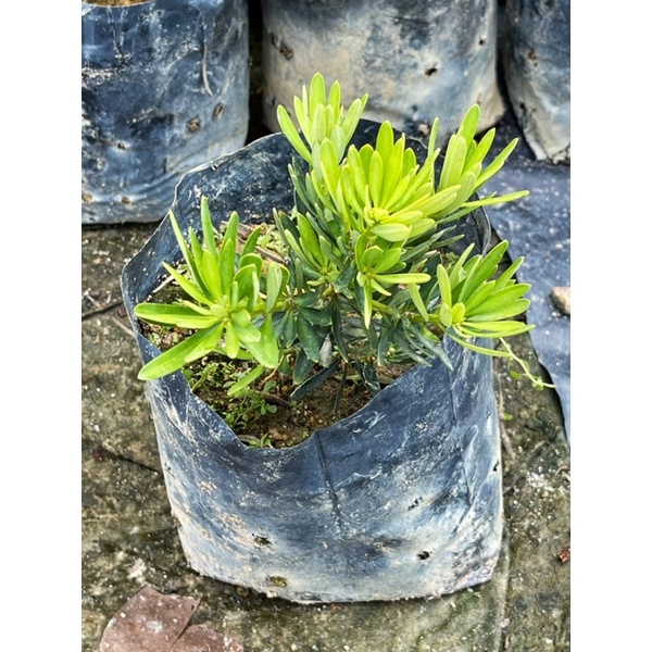 MC - PODOCARPUS CHRYSANTHEMUM 菊花罗汉松 | Live Plant | Shopee Malaysia