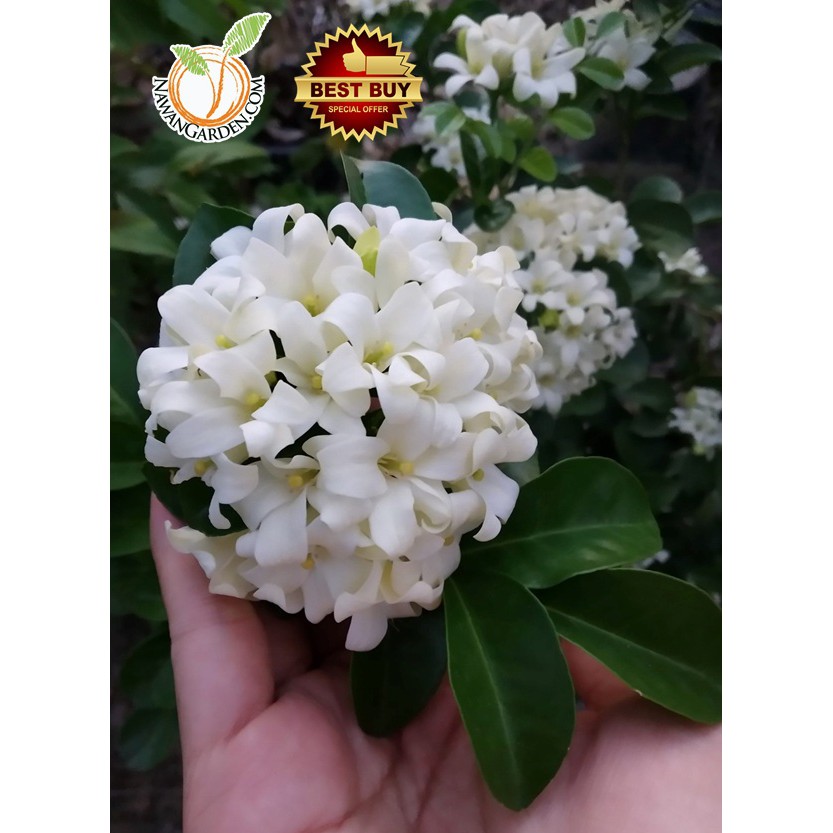 [Hot Selling] Pokok Bunga WANGI KEMUNING Sanggul/ Fragrance Flower ...