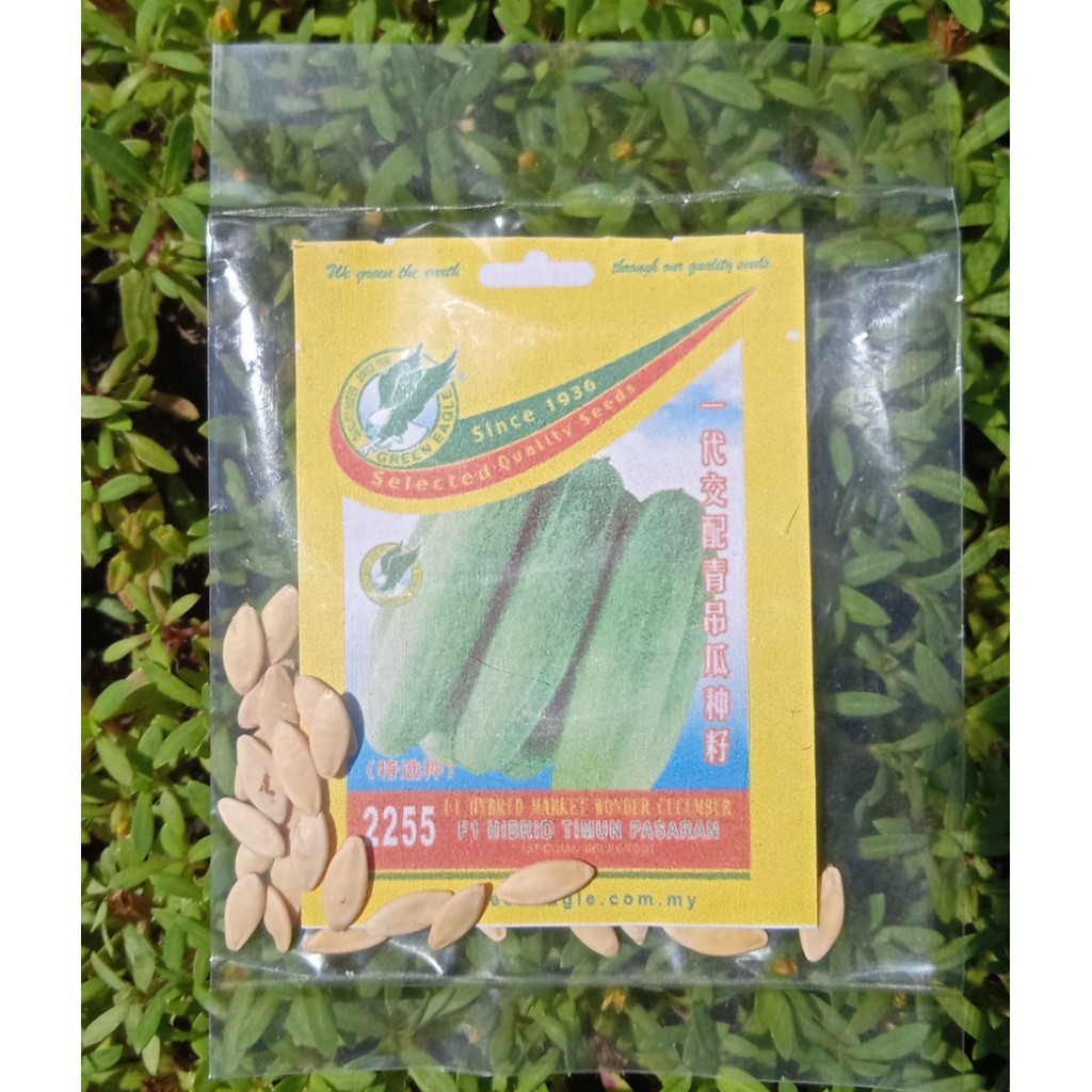 Pek Mini Timun F1 Hibrid 🥬😋 Hybrid Cucumber💯 | Shopee Malaysia
