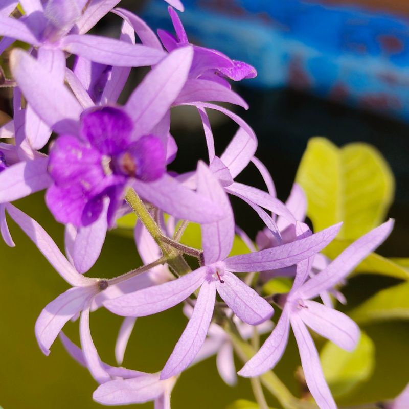 SANDPAPER VINE, PETREA VOLUBILIS, POKOK BUNGA SANDPAPER VINE REAL PLANT