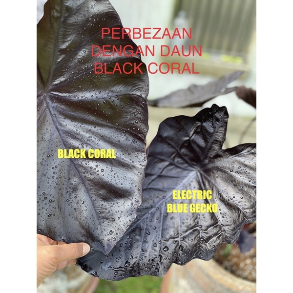 COLOCASIA ELECTRIC BLUE GECKO (NEW IMPROVE) Shopee Malaysia
