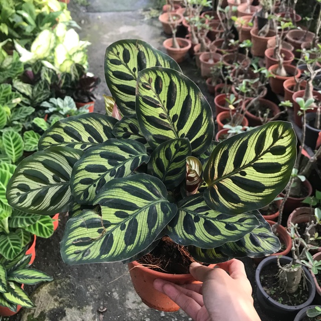 Real Plant Calathea Tiger (Semi indoor) | Shopee Malaysia