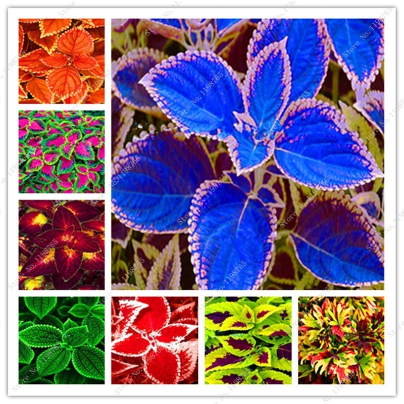 50pcs Bibit Bunga Coleus Dan Pohon Bonsai Polikromatik aJmm | Shopee ...