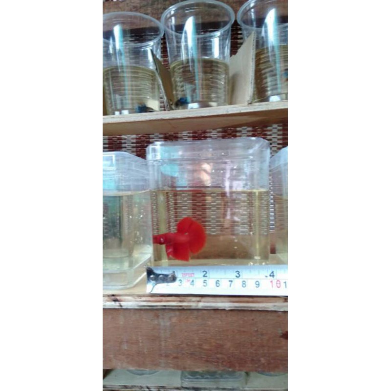 Aquarium Zuchtbox 3-teilig - Schwimmendes Brut Haus Für Guppy & Babyfische