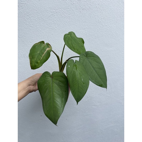 Syngonium Chiapense plants | Shopee Malaysia