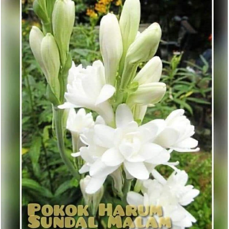 Buy bunga harum sundal malam Online With Best Price, Jul 2026 | Shopee ...