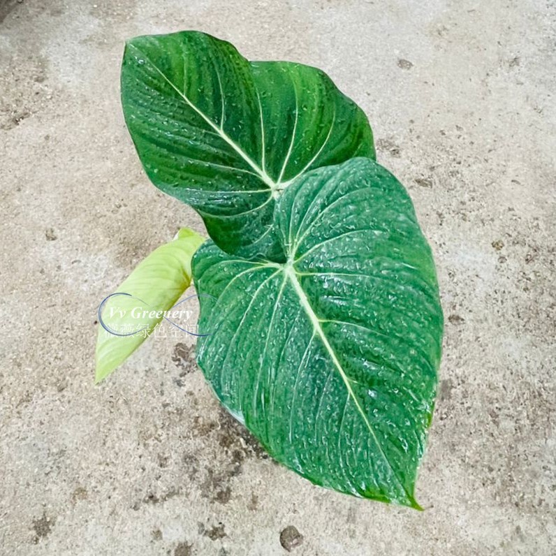 {Vv Greenery} Philodendron Glorious Live Plant 🔥Ready Stock 🔥 RARE