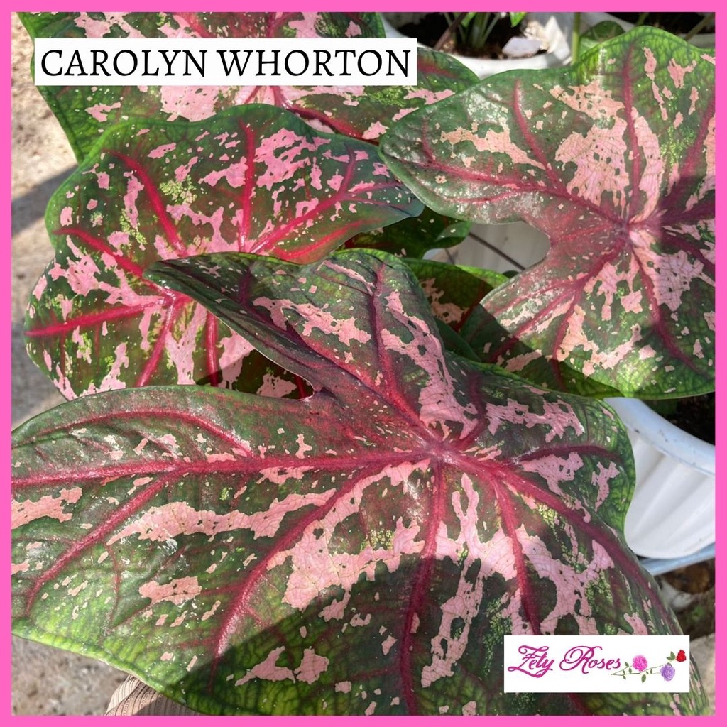 (READY STOCK) KELADI COROLYN WHORTON ZETY ROSES | Shopee Malaysia