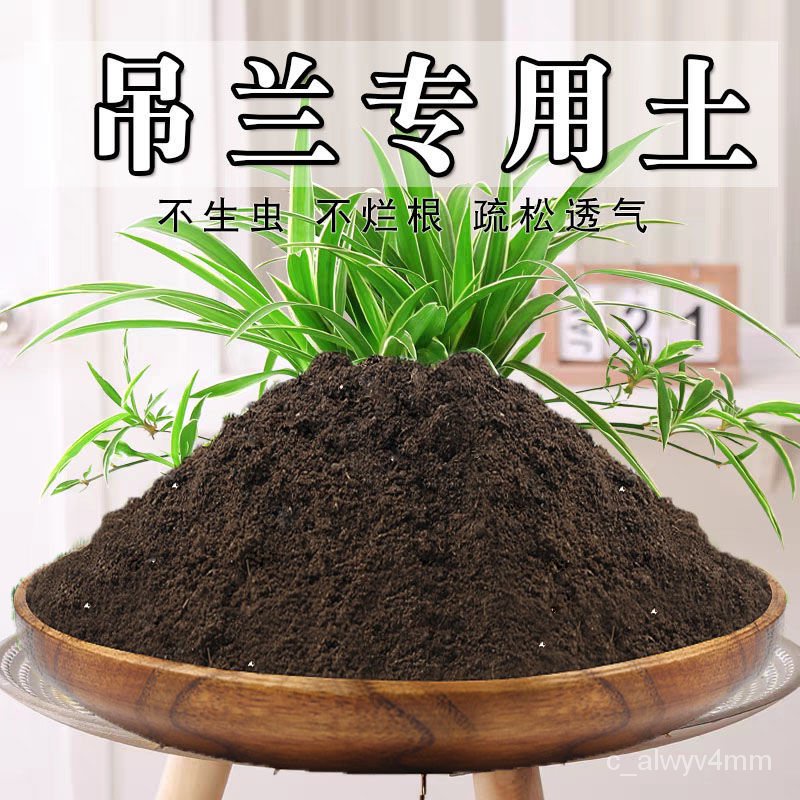 hanging flower pot Chlorophytum Special Soil Hanging Soil Universal