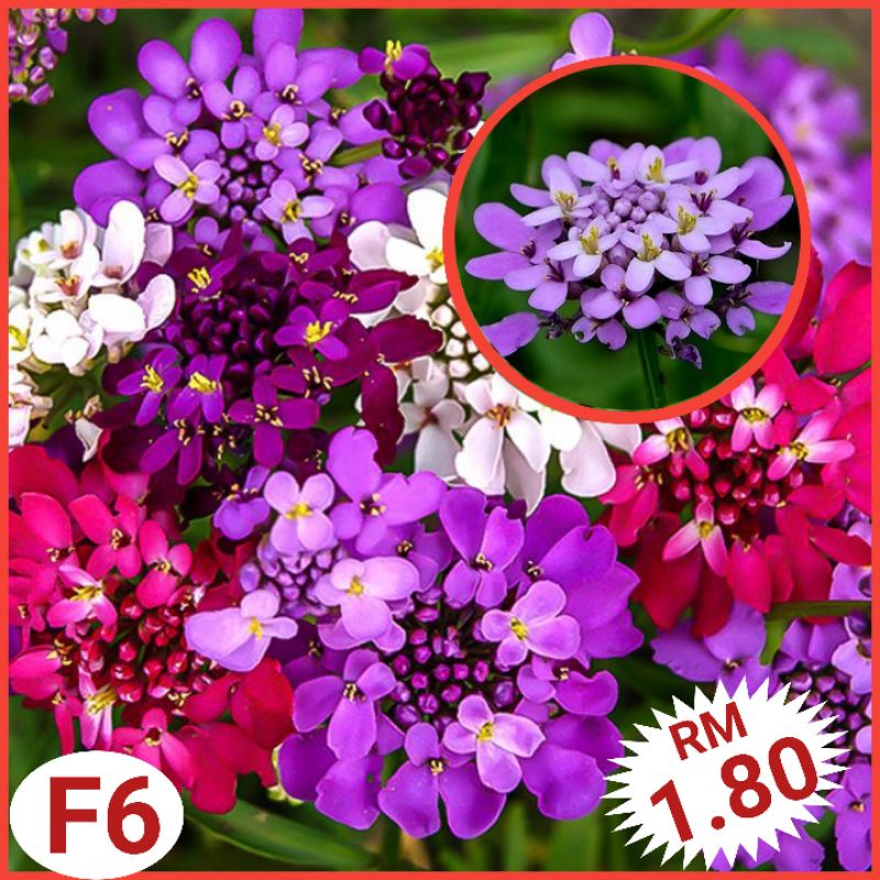 F6 Biji Benih Bunga Candytuft (100+/-) -（Warna Campur） - Candytuft ...