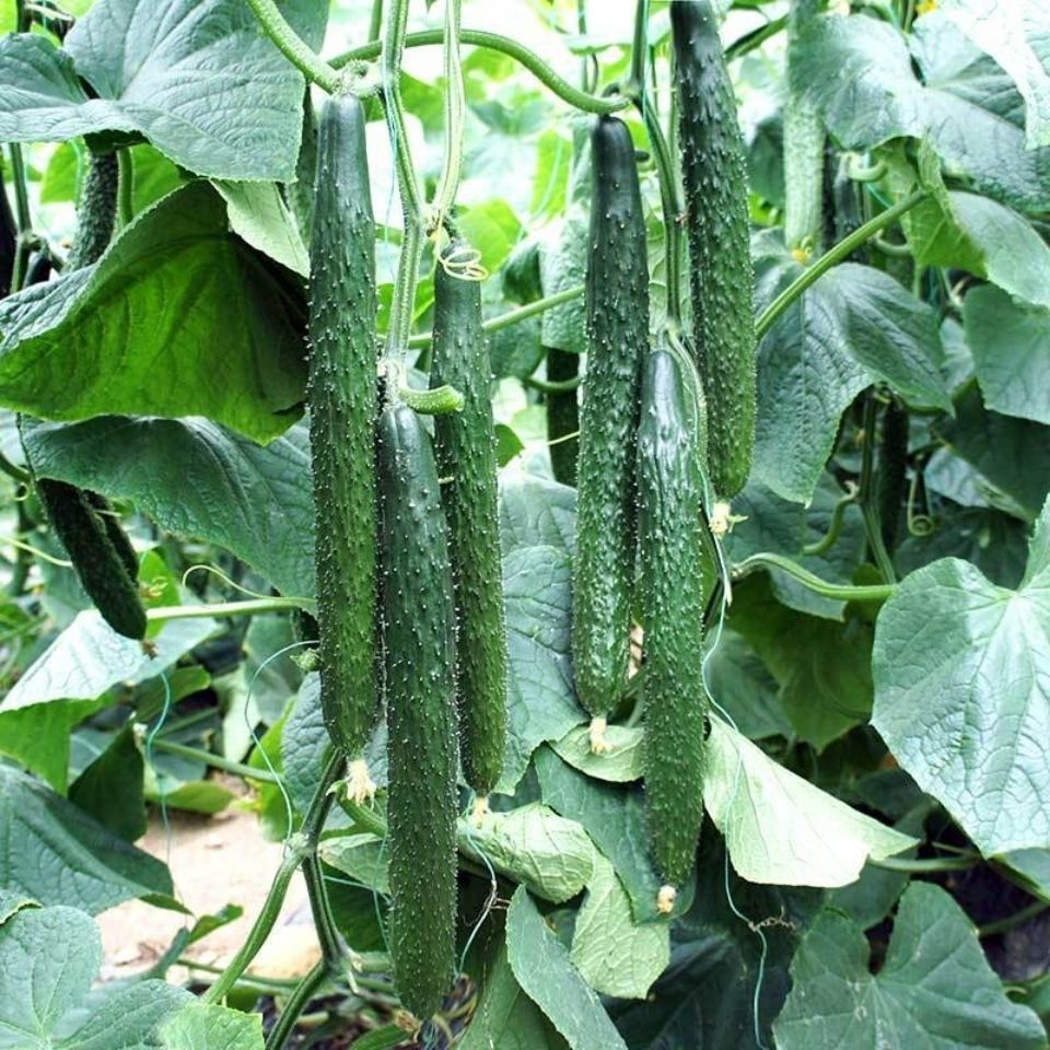 Benih Timun Jepun(25 Seeds)/日本黄瓜种子/Japan Cucumber Seeds | Shopee Malaysia