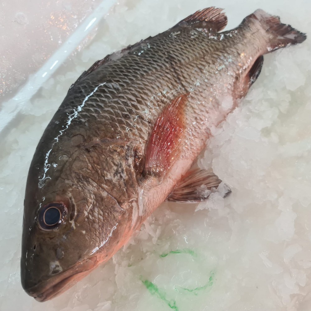 Ikan Merah Siakap Merah Kakap Merah Mangrove Jack Mangrove Red