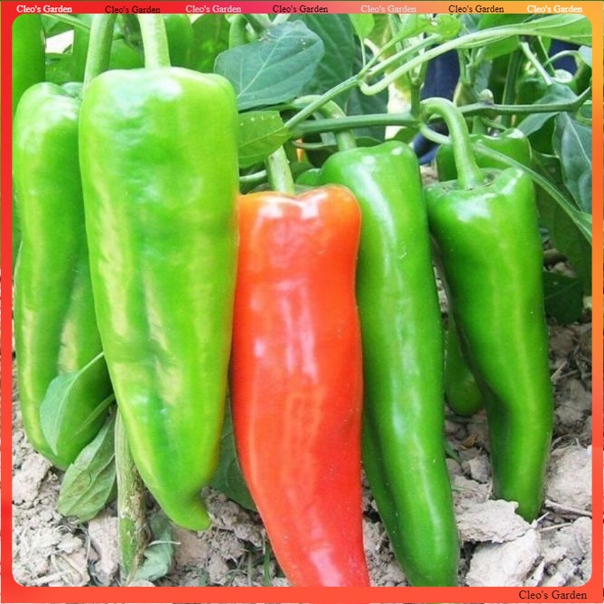 【Ready Stock】Biji Benih Lada Besar 10 pcs Pokok Rendah Benih sayur cili ...