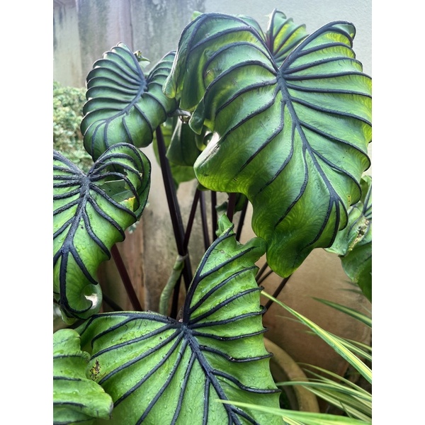 Colocasia Pharoah Mask Shopee Malaysia