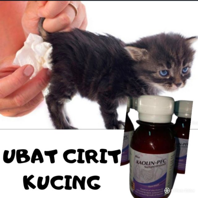 🏅🎀TOP SELLER🎀🏅UBAT CIRIT KUCING SYRUP😎😻 😎 | Shopee Malaysia
