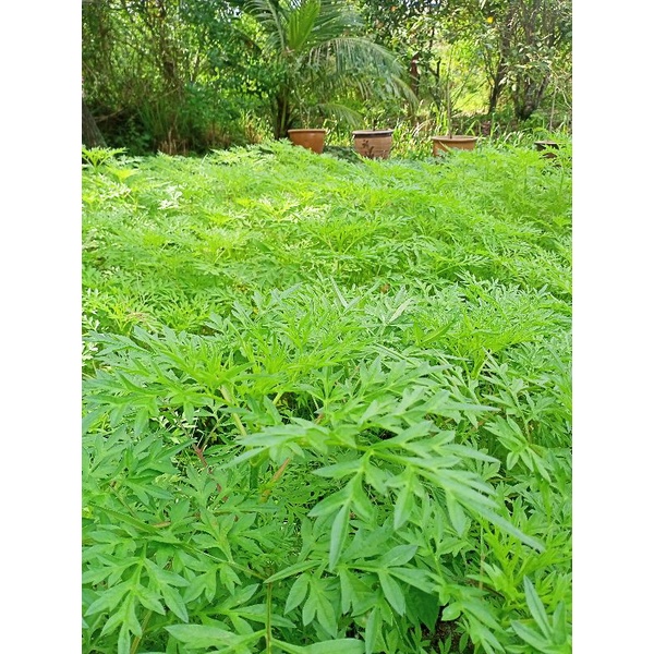 50 pcs Benih Ulam Raja (untuk kesihatan dan awet muda) | Shopee Malaysia