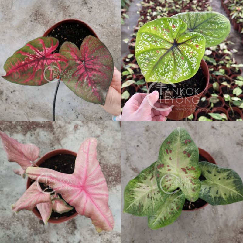 TKL - Rare Species Caladium Thai Hybrid - Part 5🌿🌿🌿🌿🌿 | Shopee Malaysia